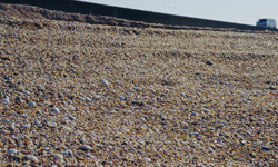 苦潮による被害で堆積した貝殻