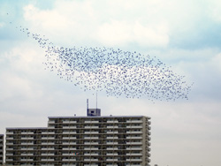 1500羽近いハマシギの群れ（2012年4月撮影）