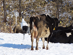 乳牛の放牧場は餌場の一部になっている