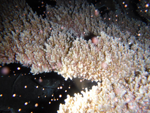 大浦湾でのサンゴの産卵