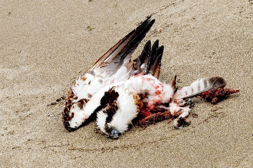 海岸に建つ風車に衝突死したミサゴ